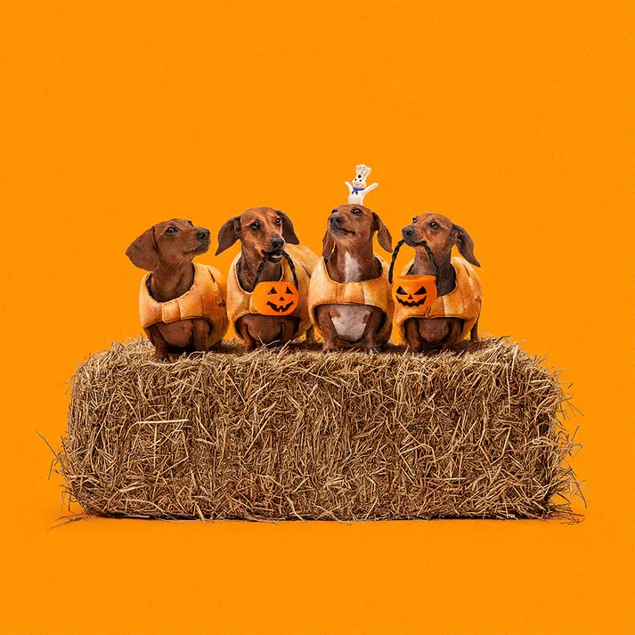 Pillsbury Crescent Mummy Dog Costume